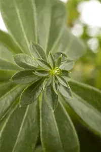 Galium odoratum