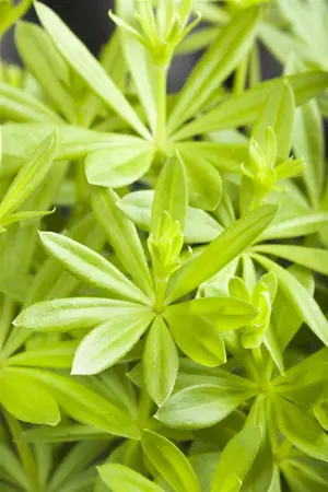 Galium odoratum - 1.5 Ltr pot - image 4