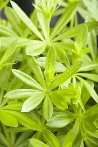Galium odoratum - 1.5 Ltr pot - image 4