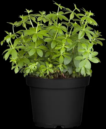 Galium odoratum - P9 - image 4