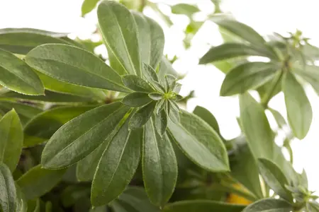 Galium odoratum - 2 Ltr pot - image 2