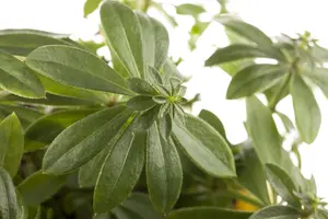Galium odoratum - P9 - image 2