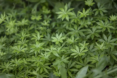 Galium odoratum - 1.5 Ltr pot - image 3