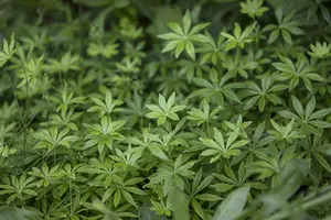 Galium odoratum - 1.5 Ltr pot - image 3