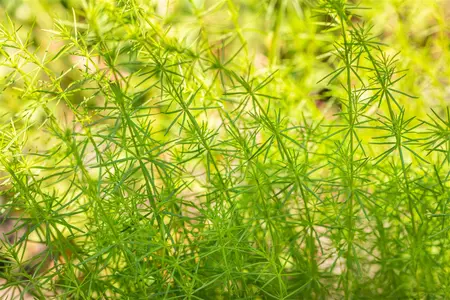 Galium verum - P9 - image 1