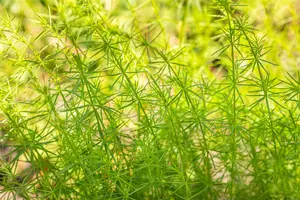 Galium verum