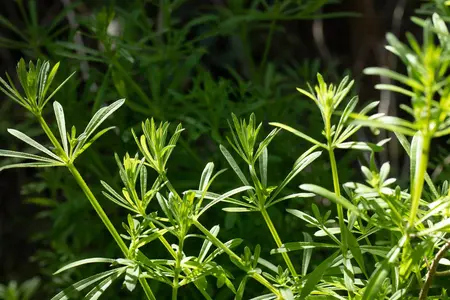 Galium verum - P9 - image 3