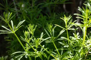 Galium verum - P9 - image 3