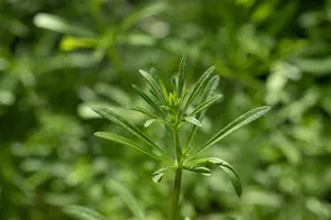 Galium verum - P9 - image 2