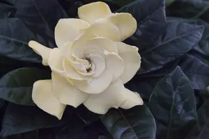 Gardenia jasm. 'Double Diamonds' ? - 25-30 CM C3 - image 2