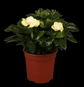 Gardenia jasm. 'Fool Proof' ? - 2 Ltr pot - image 2