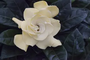 Gardenia jasm. 'Fool Proof' ? - 2 Ltr pot - image 4