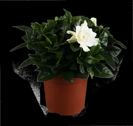 Gardenia jasm. 'Fool Proof' ? - 2 Ltr pot - image 1