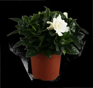 Gardenia jasm. 'Fool Proof' ?