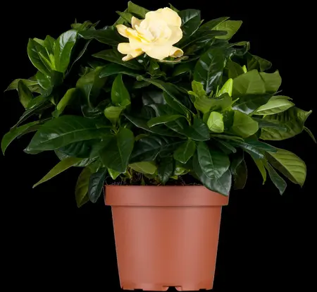 Gardenia jasm. 'Grandenia' - LINERS 18 CEL TRAY P9 SIZE - image 3