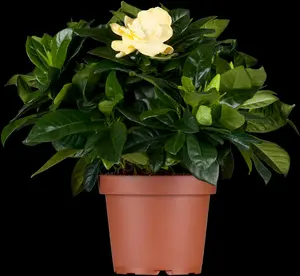 Gardenia jasm. 'Grandenia' - LINERS 18 CEL TRAY P9 SIZE - image 3
