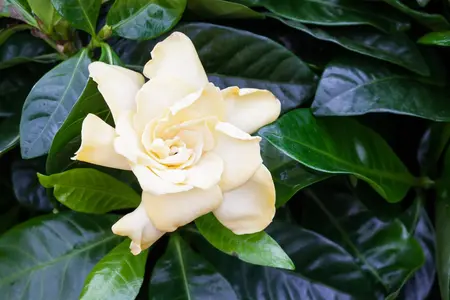 Gardenia jasm. 'Super Star' - LINERS 18 CEL TRAY P9 SIZE - image 5