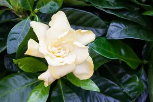 Gardenia jasm. 'Super Star' - LINERS 18 CEL TRAY P9 SIZE - image 5