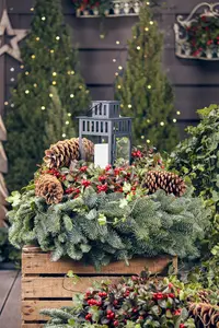 Gaultheria procumbens - 2 Ltr pot - image 5