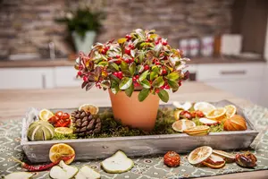 Gaultheria procumbens - 23 cm bowl - image 1
