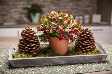 Gaultheria procumbens - 23 cm bowl - image 3