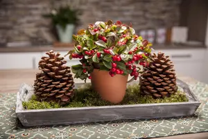 Gaultheria procumbens - 23 cm bowl - image 3