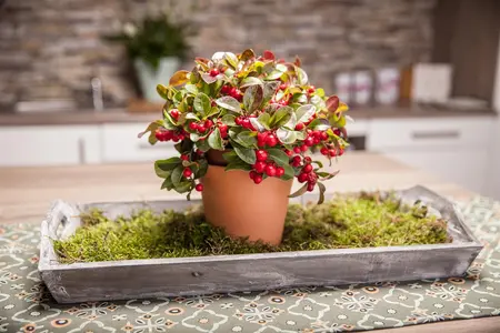 Gaultheria procumbens - 2 Ltr pot - image 2