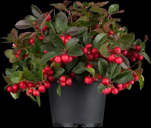 Gaultheria procumbens - P9 - image 3