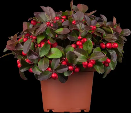 Gaultheria procumbens - P9 - image 4