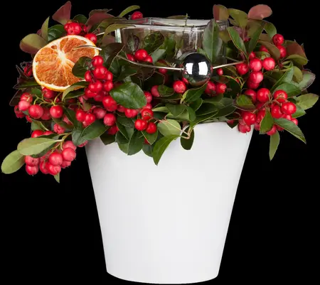 Gaultheria procumbens - P9 - image 5