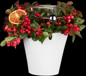 Gaultheria procumbens - P9 - image 5