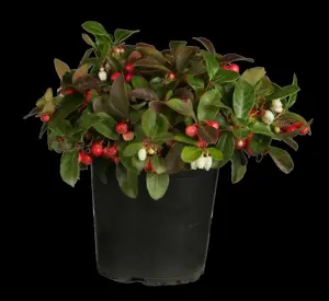 GAULTHERIA PROCUMBENS