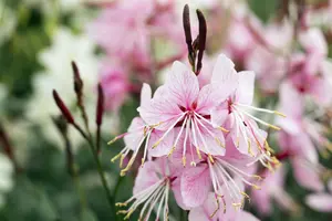 Gaura lindh. 'Belleza Pink'