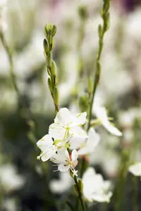 Gaura lindh. 'Belleza? White' 