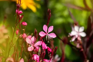 Gaura lindh. 'Cherry Brandy'