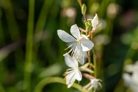 Gaura lindh. 'Corrie's Gold' - P9