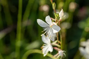 Gaura lindh. 'Corrie's Gold'
