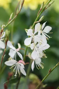 Gaura lindh. 'Gambit White' - 5 Ltr pot - image 1
