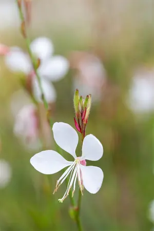 Gaura lindh. 'Gambit White' - 5 Ltr pot - image 4