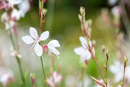 Gaura lindh. 'Gambit White' - 2 Ltr pot - image 3