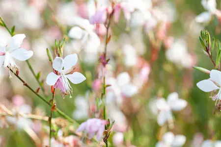 Gaura lindh. 'Gambit White' - 3 Ltr pot - image 2
