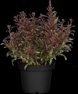 Gaura lindh. 'Gaudi' red