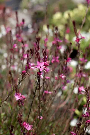 Gaura lindh. 'Geyser Pink' - 2 Ltr pot