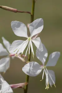 Gaura lindh. 'Geyser White'