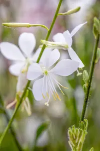 Gaura lindh. 'Geyser White' - P11 - image 4