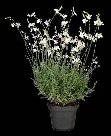 Gaura lindh. 'Geyser White' - P11 - image 2