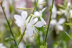 Gaura lindh. 'Geyser White' - P11 - image 3