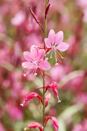 Gaura lindh. 'Ruby Ruby' - P9