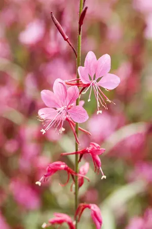 Gaura lindh. 'Ruby Ruby' - 2 Ltr pot