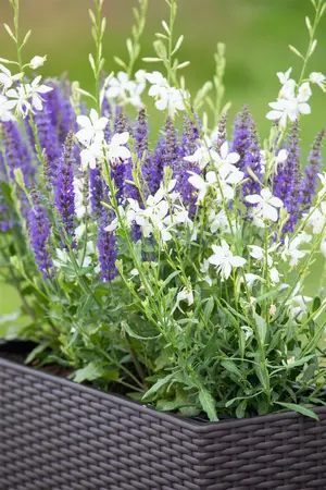 Gaura lindh. 'Short Form' - 2 Ltr pot - image 1